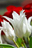 ProZ.com profile photo